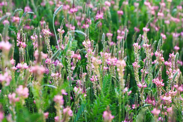 Gebied van roze bloemen Sainfoin Onobrychis viciifolia Achtergrond van wilde bloemen Landbouw Bloeiende wilde bloemen van sainfoin of heilige klaver