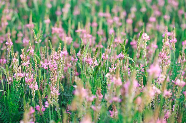 Gebied van roze bloemen Sainfoin Onobrychis viciifolia Achtergrond van wilde bloemen Landbouw Bloeiende wilde bloemen van sainfoin of heilige klaver