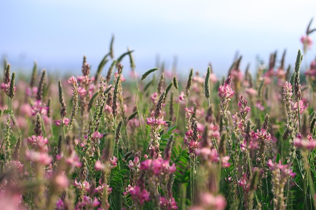 Gebied van roze bloemen Sainfoin Onobrychis viciifolia Achtergrond van wilde bloemen Landbouw Bloeiende wilde bloemen van sainfoin of heilige klaver