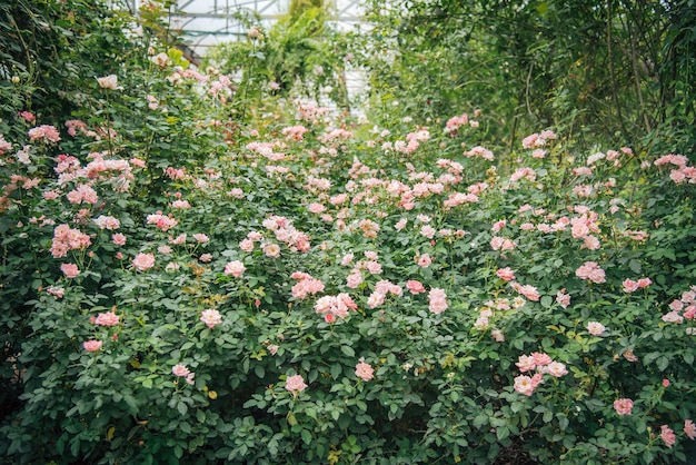 Foto gebied van roze roos voor achtergrond voor valentijn dag.