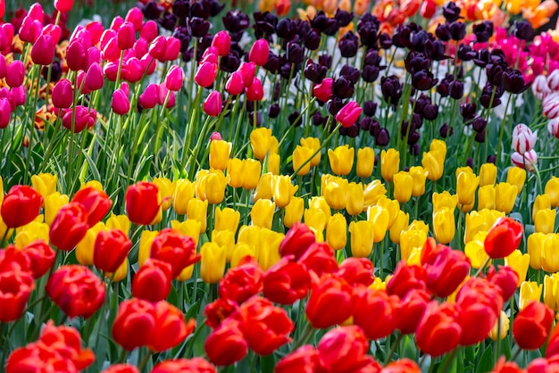 Gebied van tulpen in holland