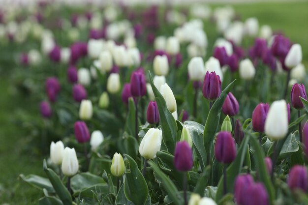 gebied van veelkleurige tulpen patroon van lentebloemen