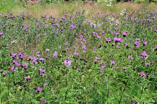 Gebied van vele bloemen van Cirsium arvense