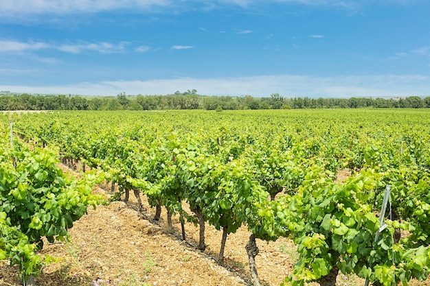 Gebied van wijnstokken met bladeren met blauwe lucht en wolken