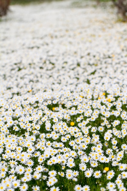 Gebied van witte madeliefjebloemen