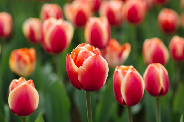 Gebied van zeer mooie bloem tulpen van verschillende kleuren