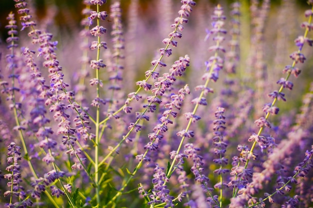 Gebied van zomer roze en witte bloemen in het warme zonlicht