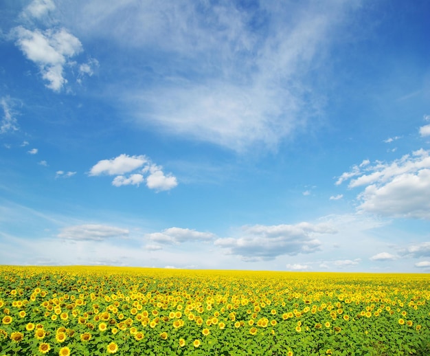 Gebied van zonnebloemen en blauwe hemel