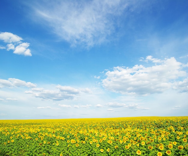 Gebied van zonnebloemen en blauwe zon hemel