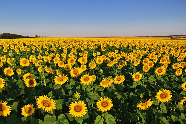 Gebied van zonnebloemen in Bulgarije