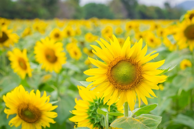 Gebied van zonnebloemen, zonnebloem boerderij