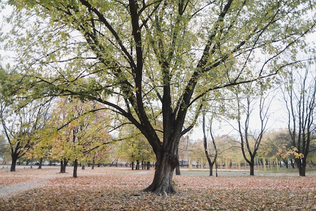 Foto gebladerte en bomen in gouden herfstpark
