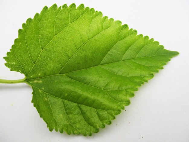 gebladerte, groene bladeren fruit en bloemen