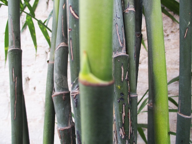 gebladerte, groene bladeren fruit en bloemen