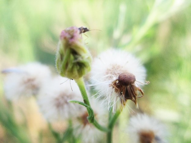 gebladerte, groene bladeren fruit en bloemen