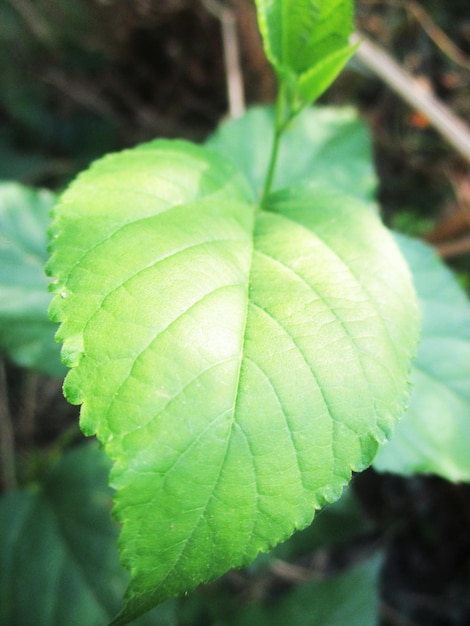 gebladerte, groene bladeren fruit en bloemen