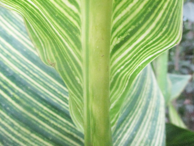 gebladerte, groene bladeren fruit en bloemen