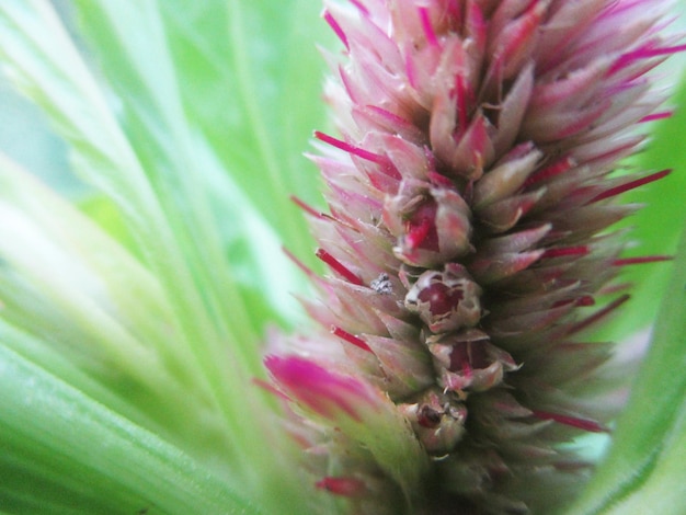 gebladerte, groene bladeren fruit en bloemen