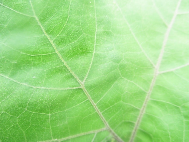 gebladerte, groene bladeren fruit en bloemen