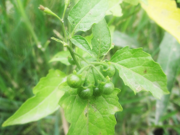 gebladerte, groene bladeren fruit en bloemen