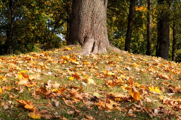 gebladerte in het herfstseizoen