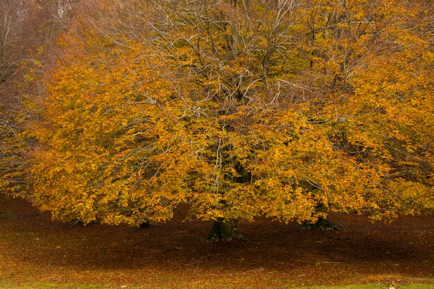 Gebladerte in het nationale park van monti simbruini, lazio, italië.