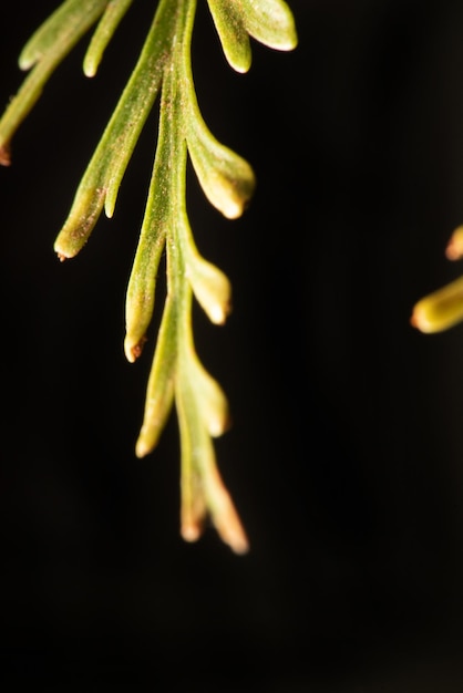 Gebladerte mooi macro gebladerte met zwarte achtergrond selectieve focus