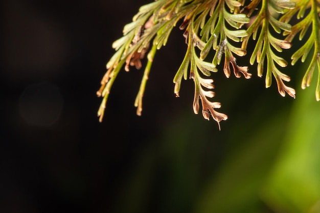 Gebladerte mooi macro gebladerte met zwarte achtergrond selectieve focus