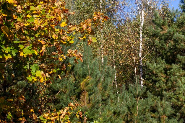 Gebladerte van bomen in het park in het herfstseizoen
