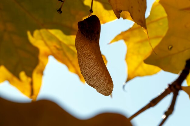 Gebladerte van bomen in het park in het herfstseizoen