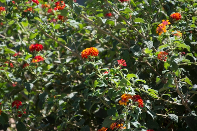 Gebladerte van mediterrane planten uit Sicilië