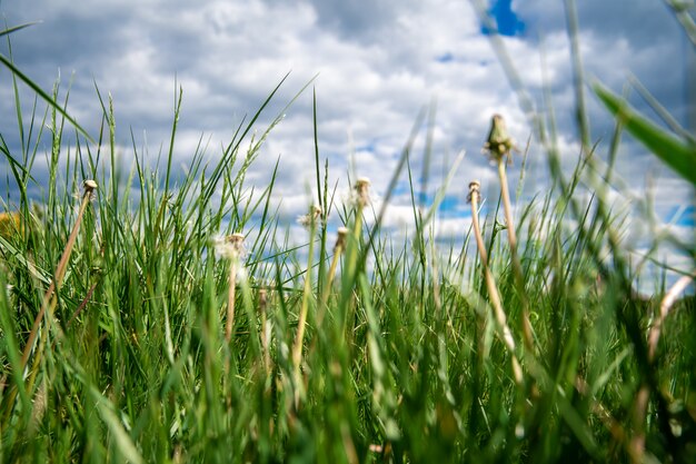 Geblazen paardebloemen op een groene weide in het gras