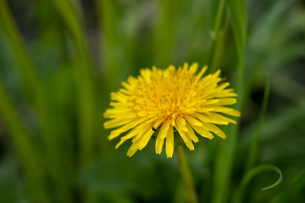 Gebloeide paardenbloem in de natuur groeit