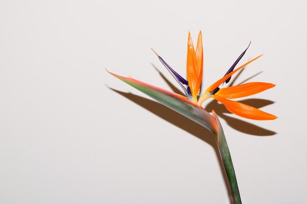 Foto gebloeide paradijsvogel bloem