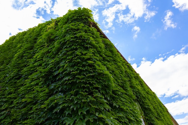 Gebouw bedekt met groene klimop met blauwe lucht