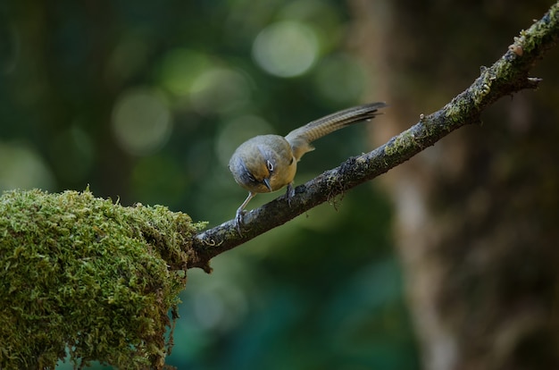 Gebrilde barwing (actinodura ramsayi) vogel