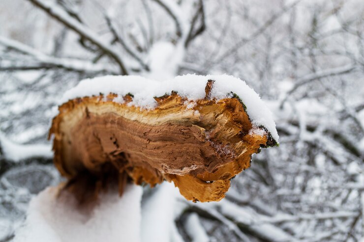 Gebroken boom bedekt met sneeuw