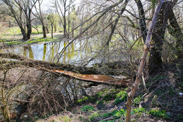 Gebroken boom in de natuur bij de rivier ecologische ramp