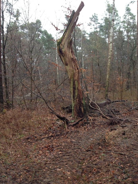 Foto gebroken boom in het bos tegen de lucht