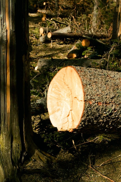 Gebroken boom wind ramp