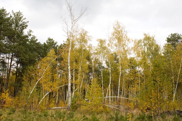 Gebroken of omgevallen berkenbomen in het herfstbos