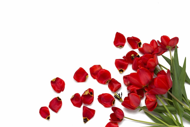 Gebroken oude rode tulpen op een wit