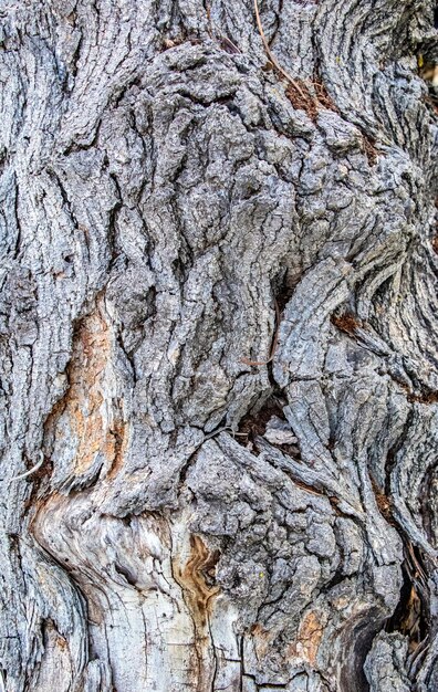 Gebroken textuur van oude houten stam Natuurlijke houten achtergrond
