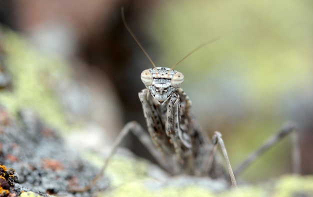 Gecamoufleerde sprinkhaan op een rots