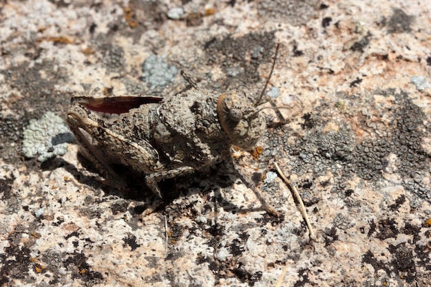 Gecamoufleerde sprinkhaan op een rots