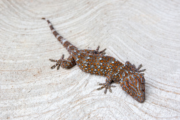 Gecko on the cement floor