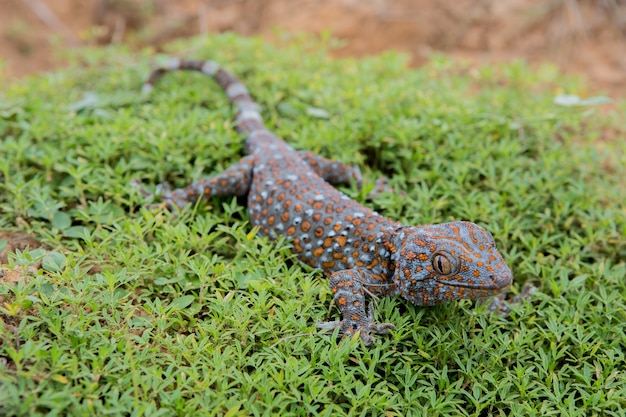 Photo gecko on the green grass