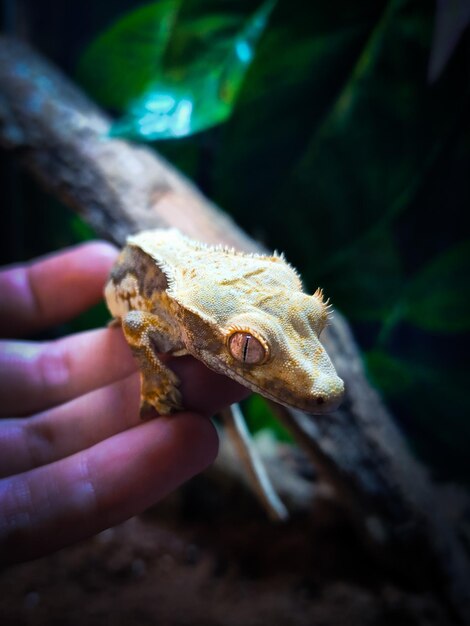 Photo a gecko in a hand is held up to the right of its head.