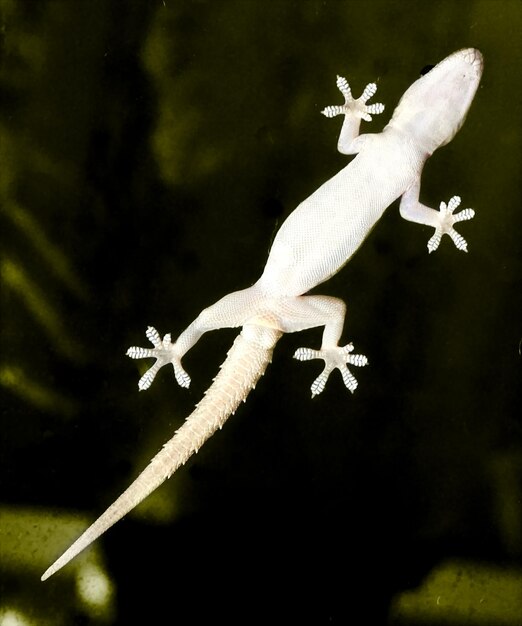 Photo a gecko is climbing over a window