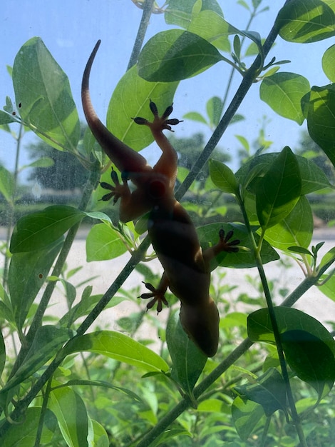 Photo a gecko is hanging on a plant with the sun shining on it.